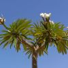 Pachypodium lamerei - Madagascar Palm - photo H. Zell