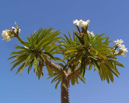 Pachypodium lamerei - Madagascar Palm - photo H. Zell
