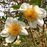 Camellia yunnanensis 