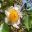 Camellia yunnanensis - open white flowers with prominent deep yellow stamen