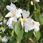 Camellia grijsii 