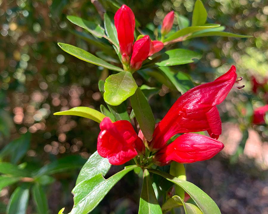 Graptophyllum excelsum - Scarlet Fuchsia - Scarlet red tubular flowers