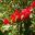Graptophyllum excelsum - Scarlet Fuchsia - Australian native