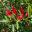 Graptophyllum excelsum - Scarlet Fuchsia - Australian native