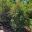 Graptophyllum excelsum - Scarlet Fuchsia -  Mount Annan Botanic Garden