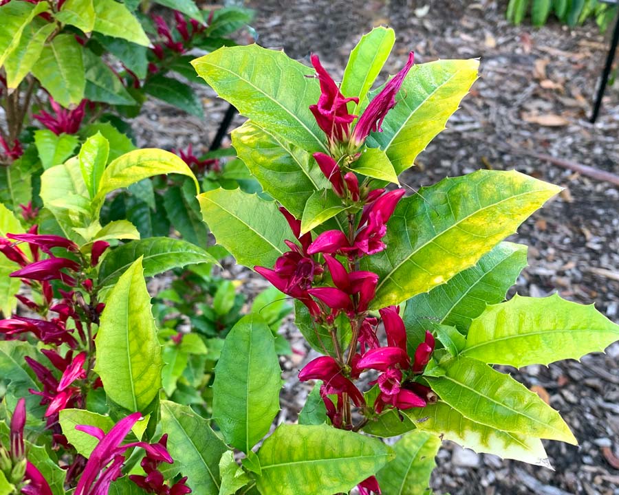 Graptophyllum ilicifolium - Holly-leaf Fuchsia  has purplish-red tubular flowers