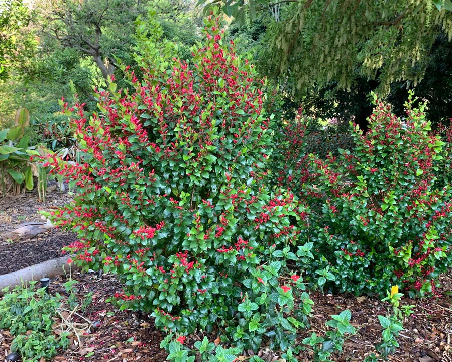 Graptophyllum ilicifolium - Holly-leaf Fuchsia - Sydney Botanic Garden