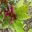 Graptophyllum ilicifolium - Holly-leaf Fuchsia