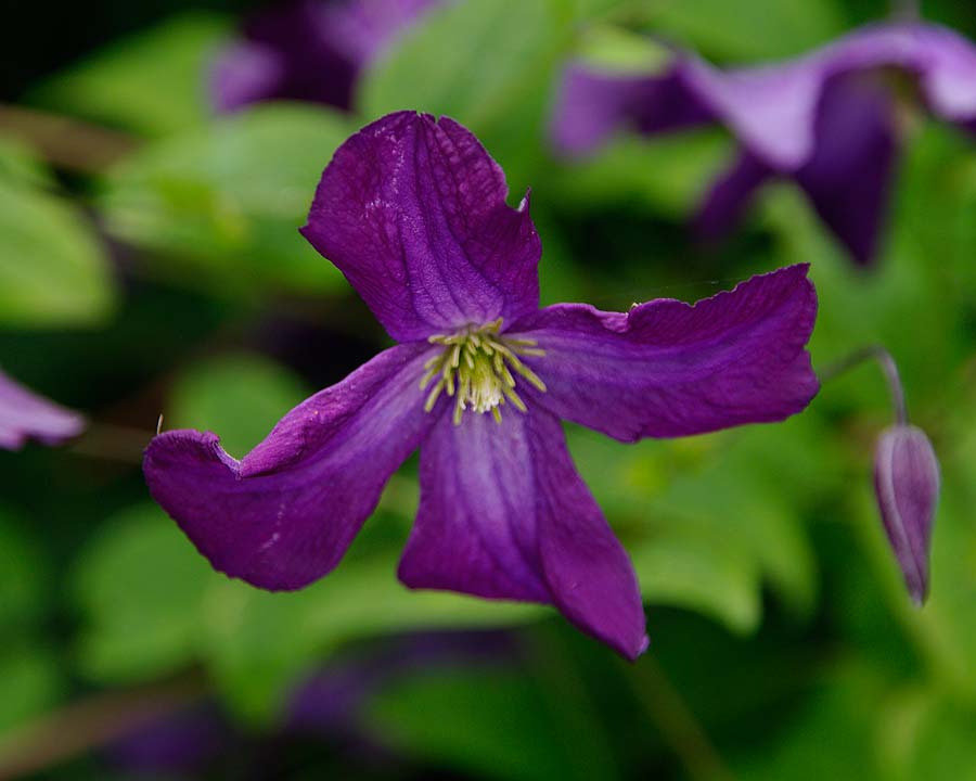 Clematis viticella - open bell shaped purple flowers