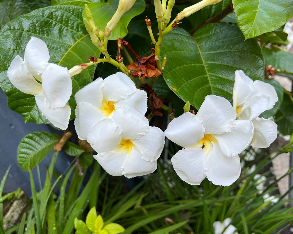 Chonemorpha fragrans - Climbing fragipani