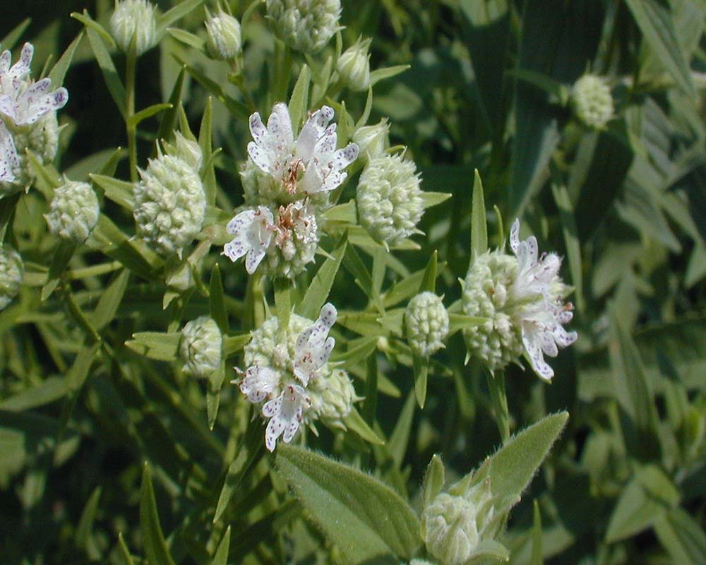 Pycnanthemum verticillatum pilosum,
