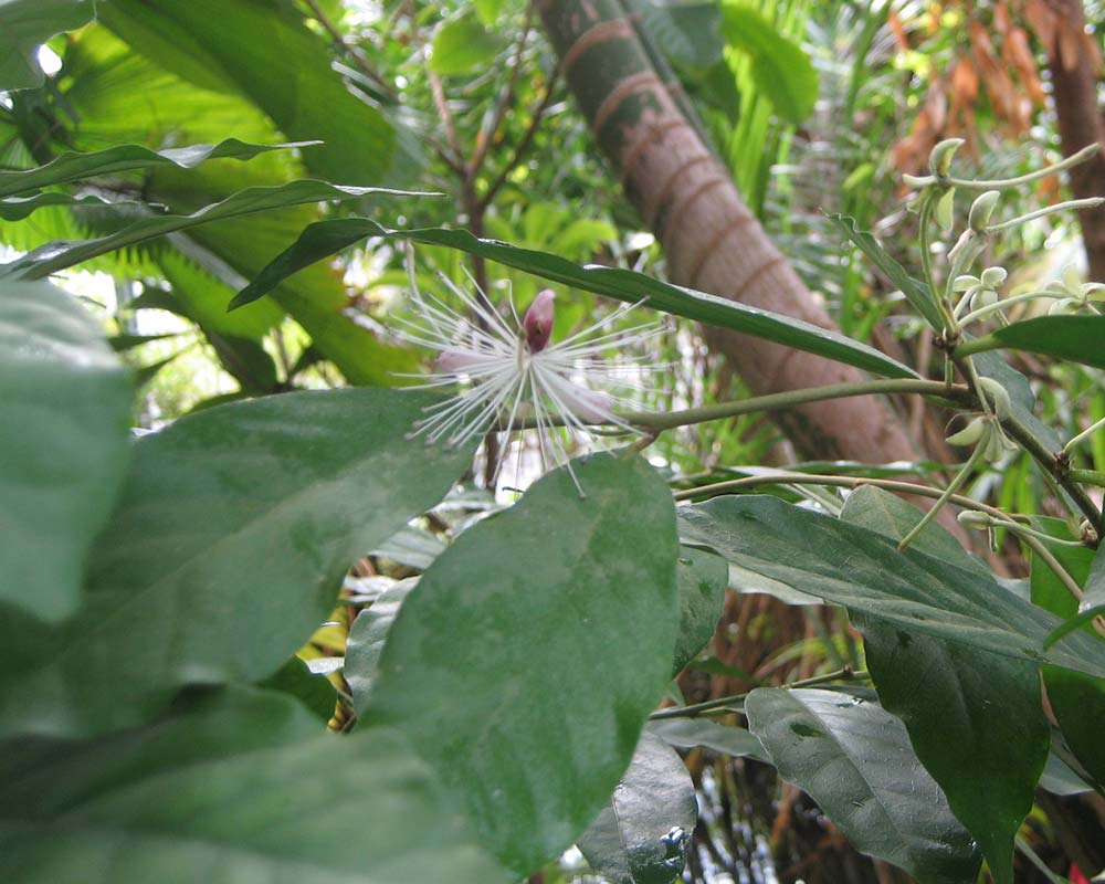 Capparis pubiflora