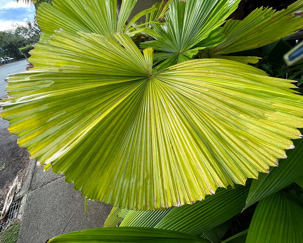 Licuala grandis, Ruffled Fan Palm