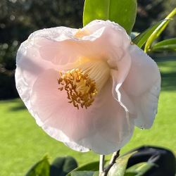 Camellia caudata 