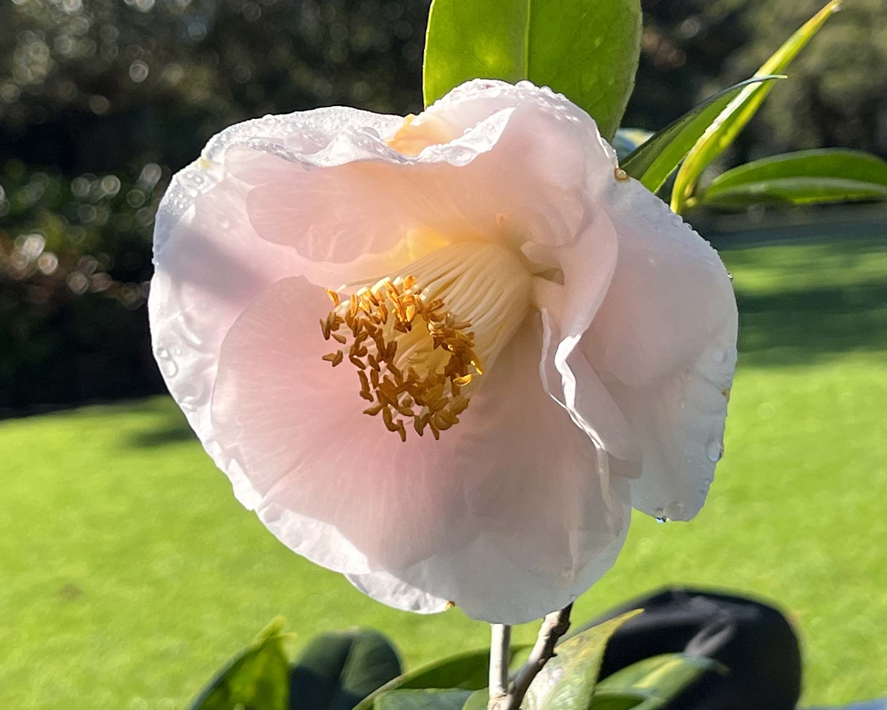Camellia caudata