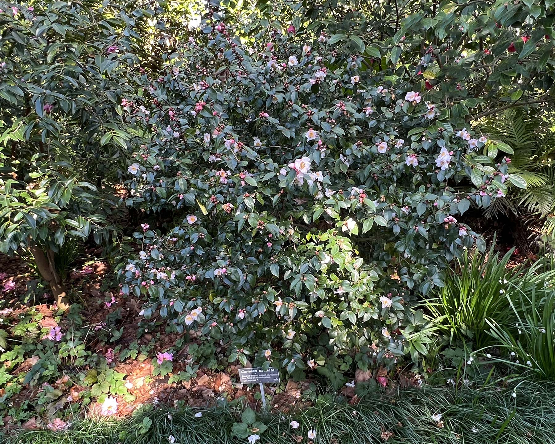 Camellia caudata