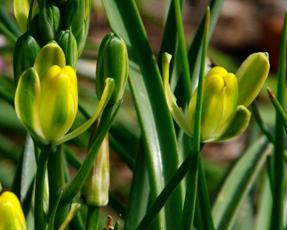 Albuca setosa - yellow and green flowers