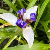 Neomarica northiana - Brazillian Walking Stick Iris