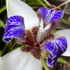 Neomarica northiana - Brazillian Walking Stick Iris