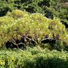 Alstonia venenata - The Poison Devil Tree