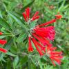 Bouvardia ternifolia - scarlett trumpet like flowers