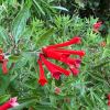 Bouvardia ternifolia - scarlett trumpet like flowers