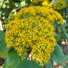 Telanthophora grandiflora - Giant Groundsel - huge umbel of yellow daisy-like flowers