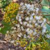 Telanthophora grandiflora - Giant Groundsel - fluffy white seeds