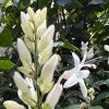 Whitfieldia elongata - White Candles
