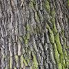 Quercus macrocarpa fissured bark