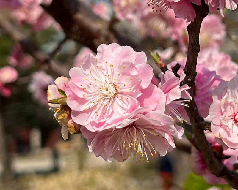 Prunus mume - Chinese Plum