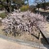 Prunus mume - Chinese Plum or Japanese Apricot