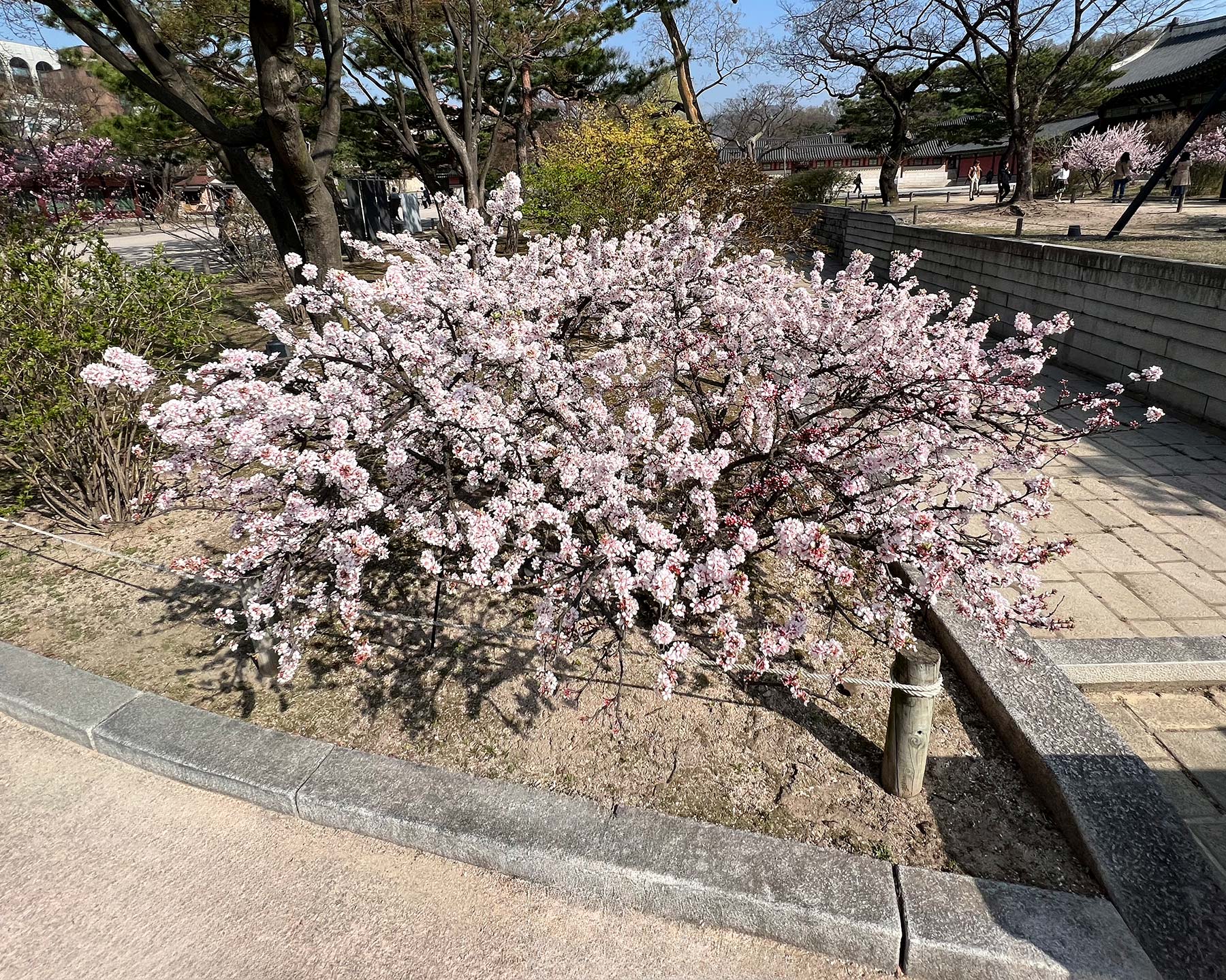 Prunus mume - Chinese Plum or Japanese Apricot