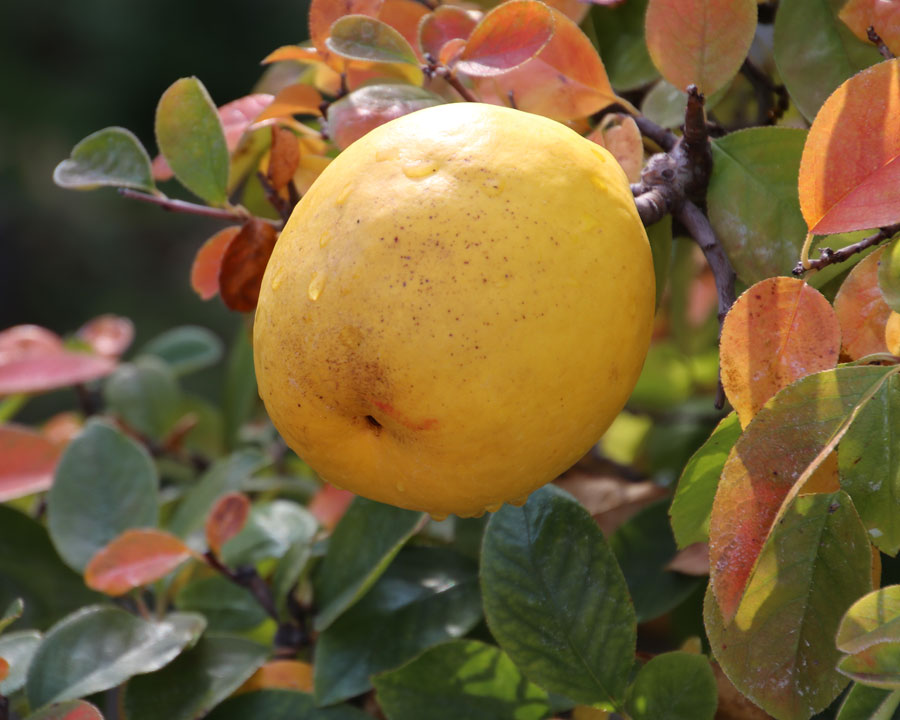 Pseudocydonia sinensis, Chinese Quince
