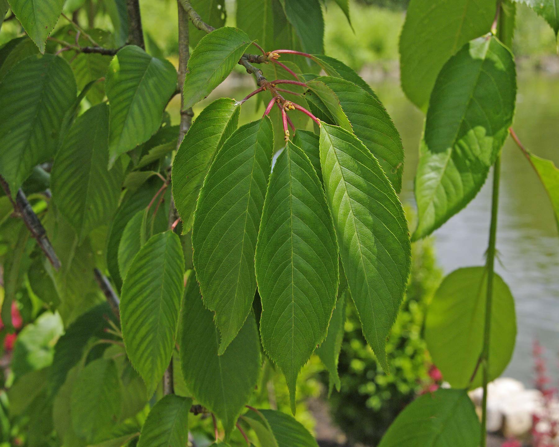 Prunus x yedoensis 'Shidare Yoshina' - leaves