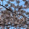 Prunus x yedoensis 'Somei-Yoshino' - Yoshino Cherry
