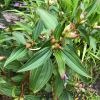 Melastoma malabathricum subsp Malabathricum - prominently veined elliptical leaves