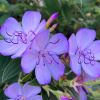 Tibouchina organensis 'Blue Moon' masses of  lilac-blue flowers in late summer early autumn