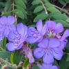 The blue to lilac flowers of Tibouchina Blue Moon