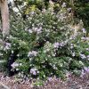 Tibouchina 'Blue Moon' - evergreen shrub growing to 1.5m - growing in Sydney Botanic Gardens
