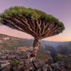 Dracaena cinnabari - Socotra Dragon Tree - photo Andrew Svk