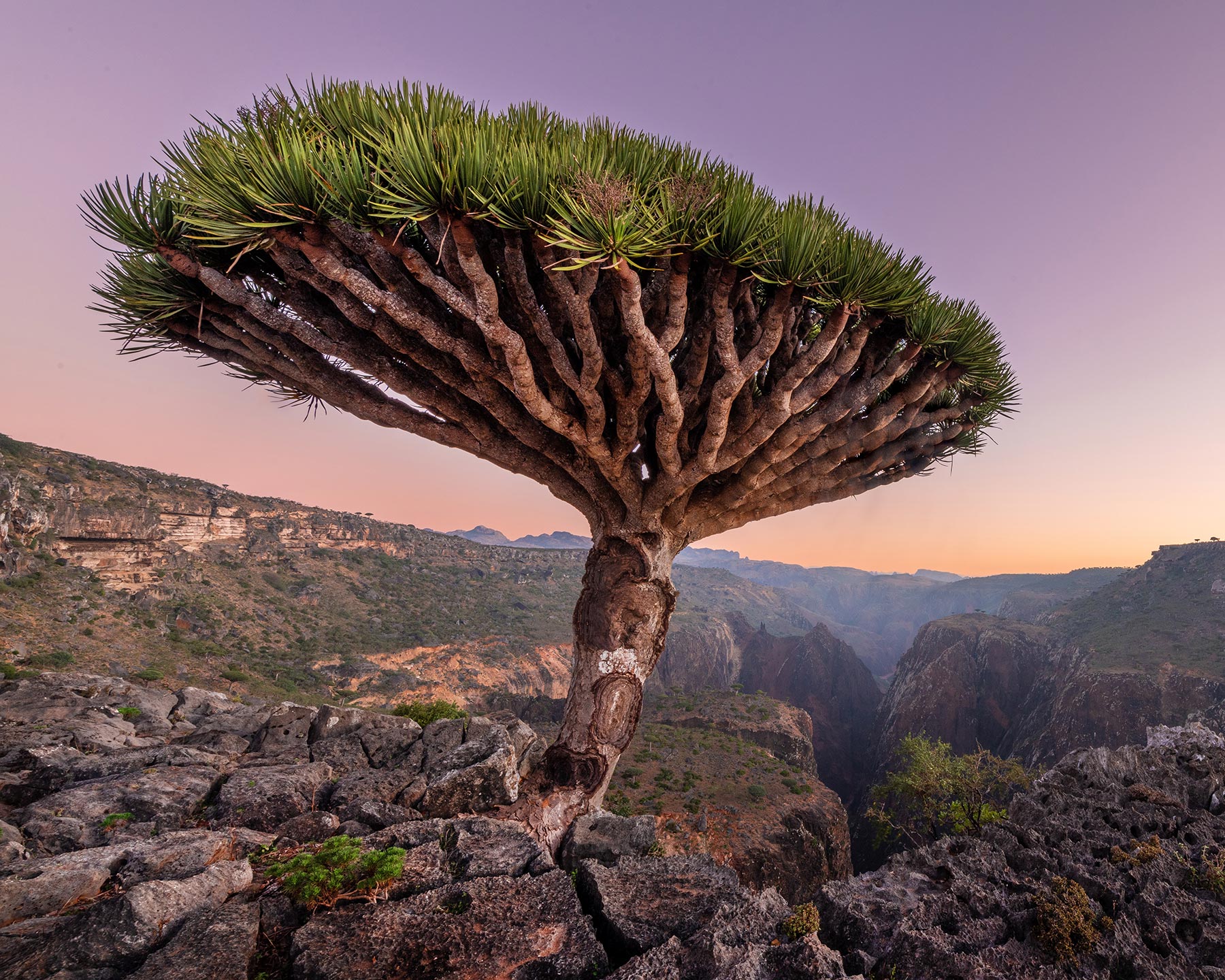 Dracaena cinnabari - Socotra Dragon Tree - photo Andrew Svk