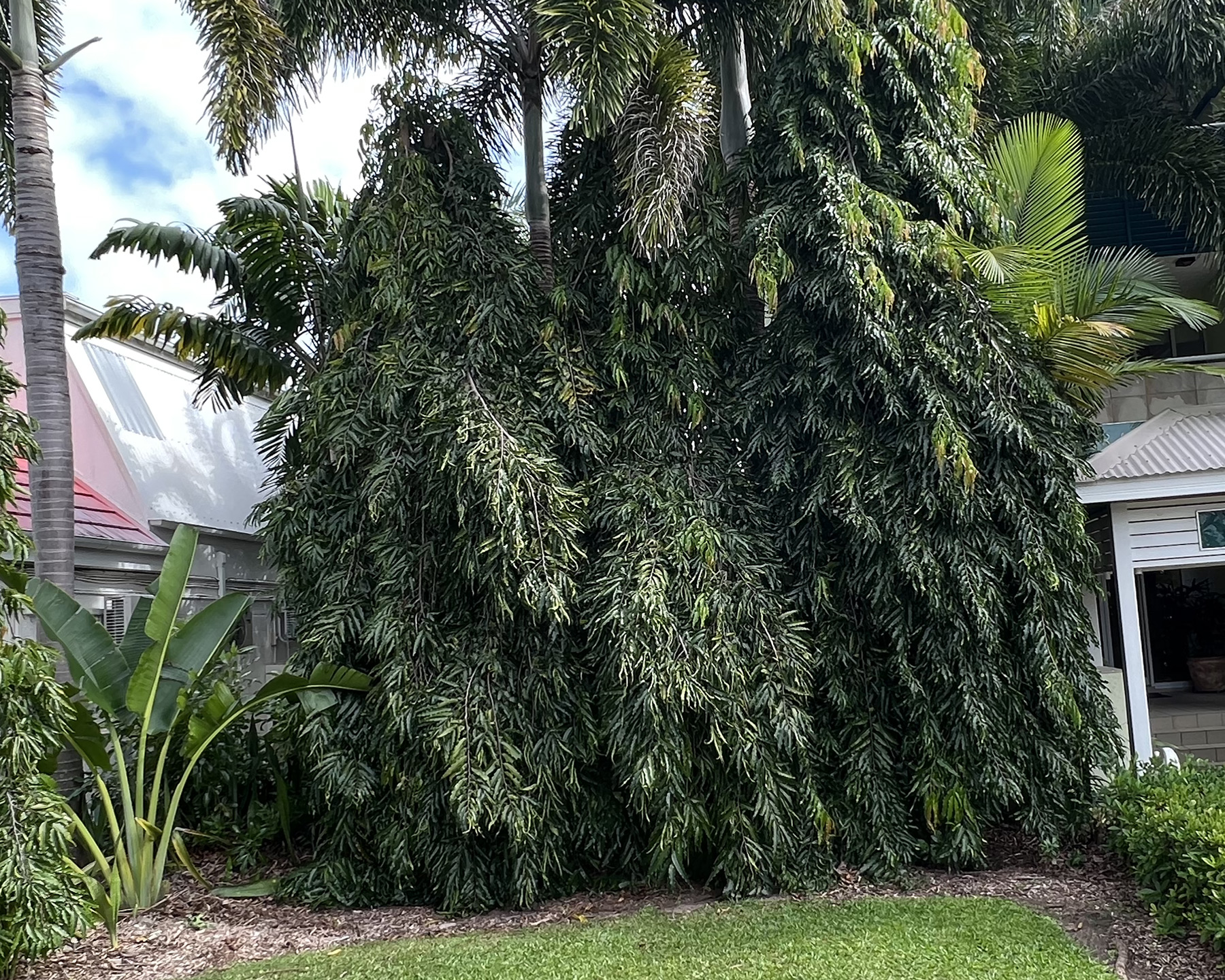 Polyalthia longifolia - seen in Port Douglas, Queensland