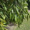 Polyalthia- longifolia leaves