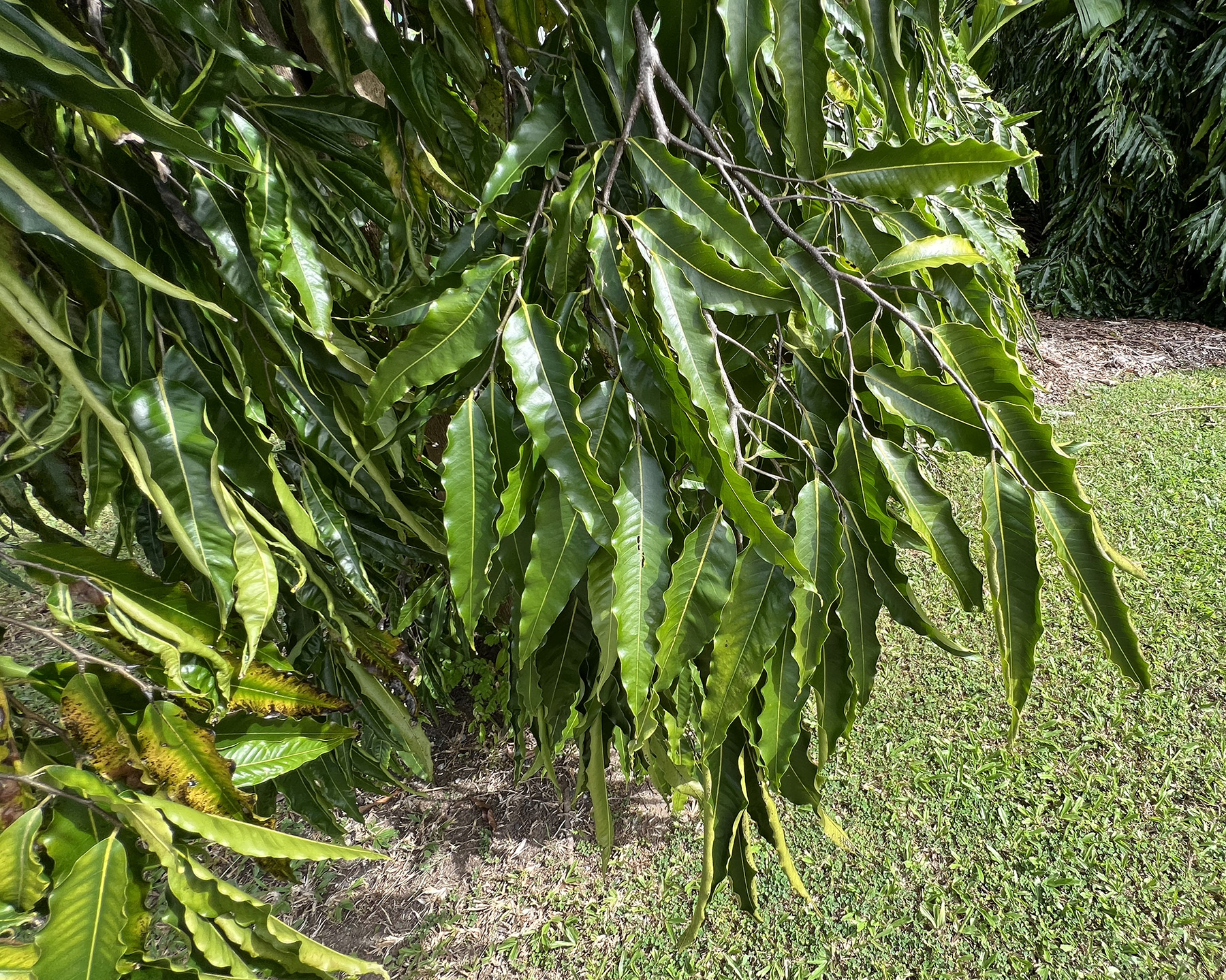 Polyalthia- longifolia leaves