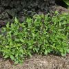 Ocimum basilicum 'Anise' - Thai Basil