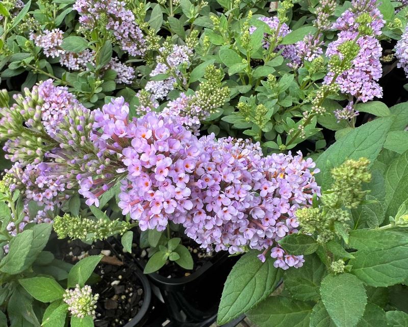 Buddleja 'High Five Purple' - spikes of scented pale purple flowers
