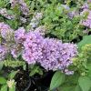 Buddleja 'High Five Purple' - spikes of scented pale purple flowers