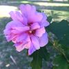 Hibiscus syriacus - Rose of Sharon - double mauve flower
