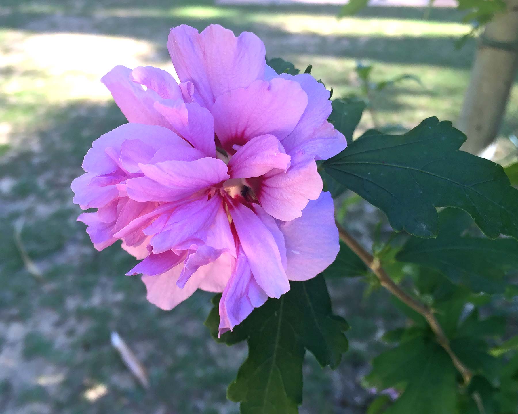 Hibiscus syriacus - Rose of Sharon - double mauve flower